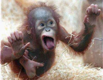 Funny Photo Frames Funny Baby Monkeys Pictures
