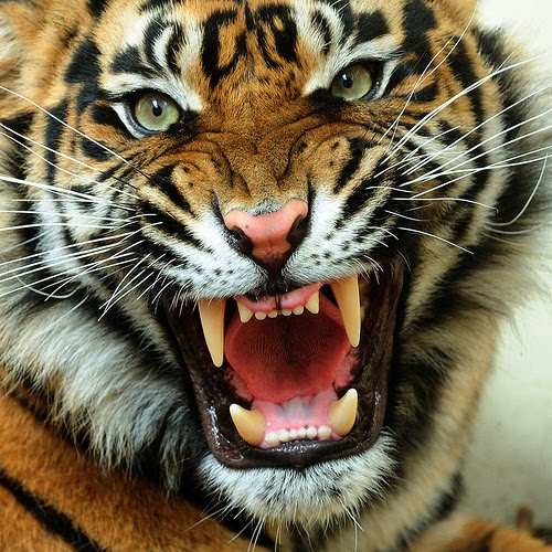 Unique Animals Blogs Angry Tiger Face Pictures