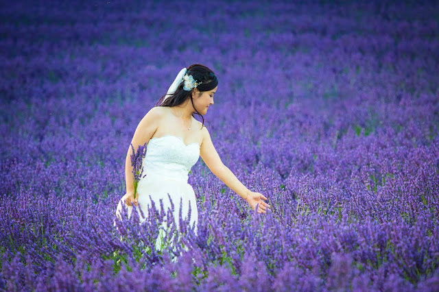 Valensole-Campi di lavanda al tramonto