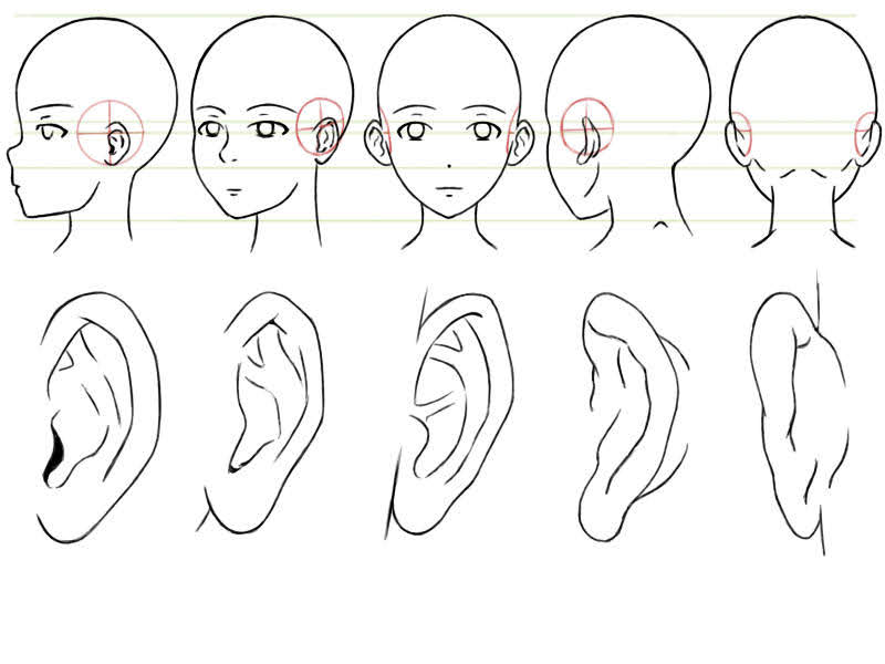 Les Cours Mangas D Inari Sensei Tutoriel Les Oreilles Sous Differents Angles