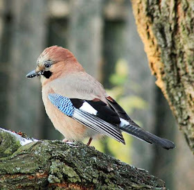 Garrulus glandarius