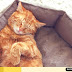 3 Tips Merawat Kucing yang Baik, Agar Sehat dan Bersih!