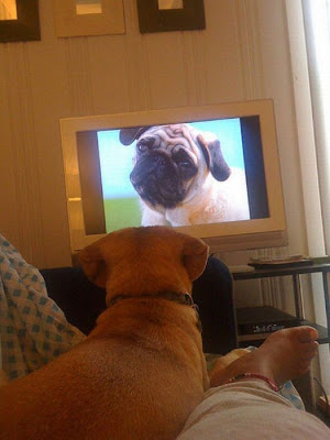 Pets watching TV Seen On www.coolpicturegallery.us