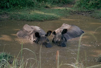 rhinos in pond