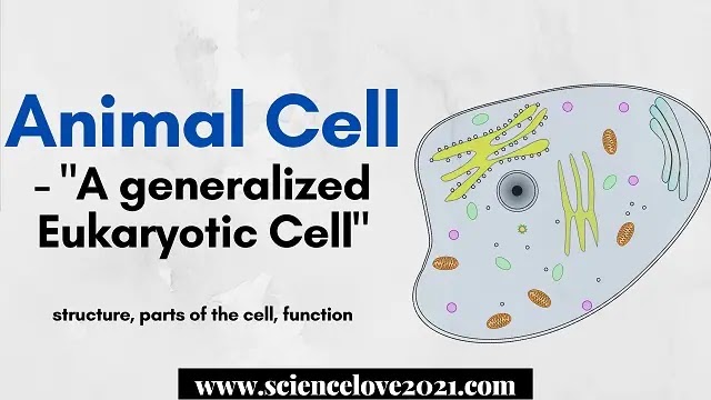 Animal Cell : structure, parts of the cell, function