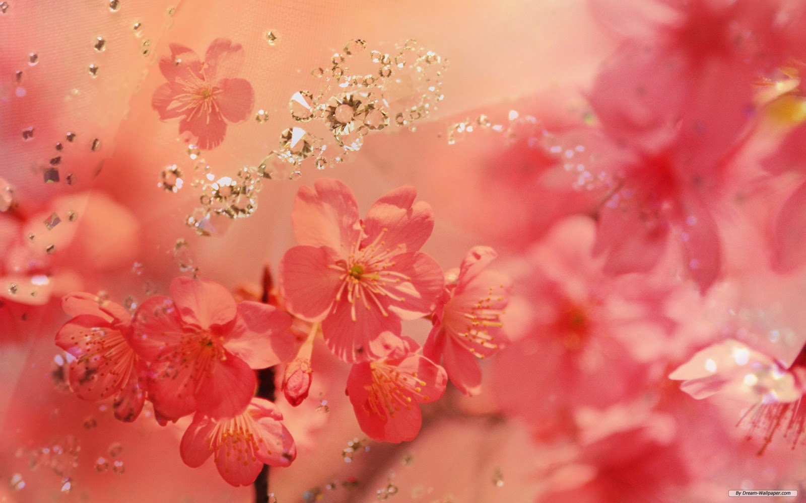 flower background images