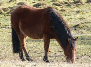 A picture of a brown forest pony looking a bit pregnant