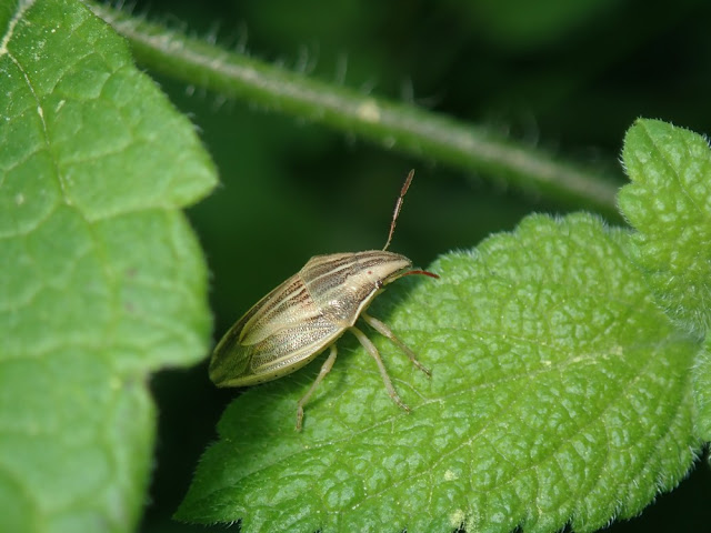 Aelia acuminata