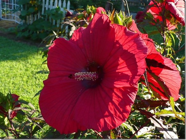 Hibiscus1