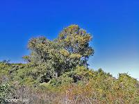 Fonte di bosco Bolano