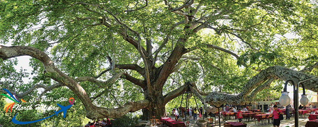 الشجرة التاريخية 