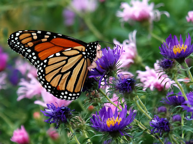metamorphis monarch butterfly wallpaper