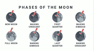 phases of the moon