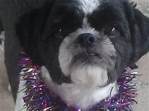 Shih Tzu preto e branco