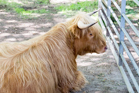 Bull by the roadside on Cudham Road near Downe, 12 June 2014.