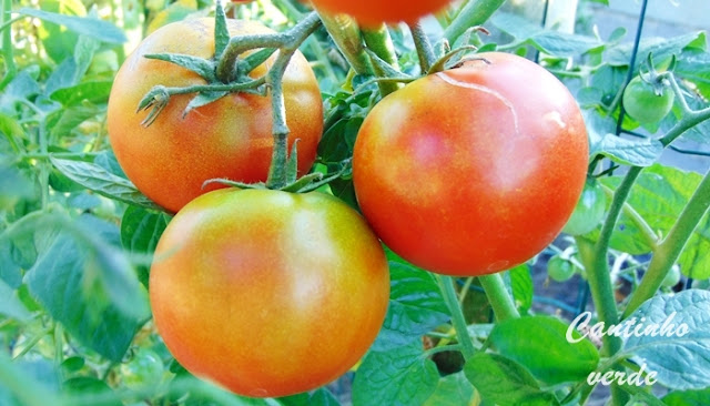 Tomates rachados, porque racham eles