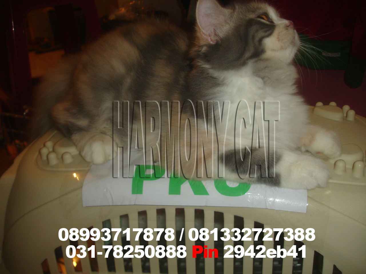 Hamster Dan Kucing Persia Murah Surabaya: 11/01/2012 - 12/01/2012