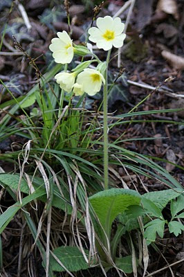 Gulden Sleutelbloem - Peaskeblom - Primula veris