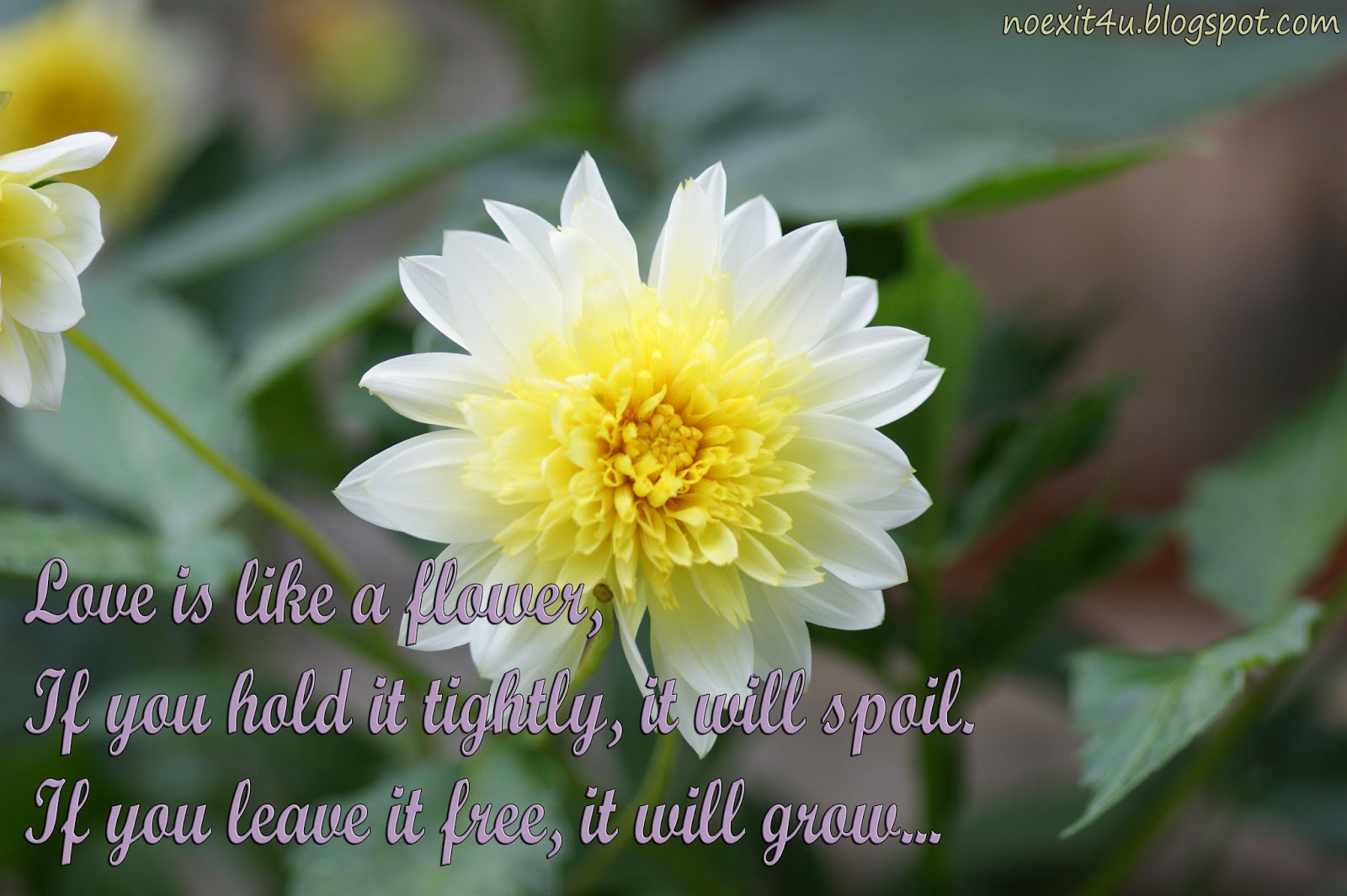 flower quotes