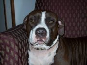 MY DOG "MONET"