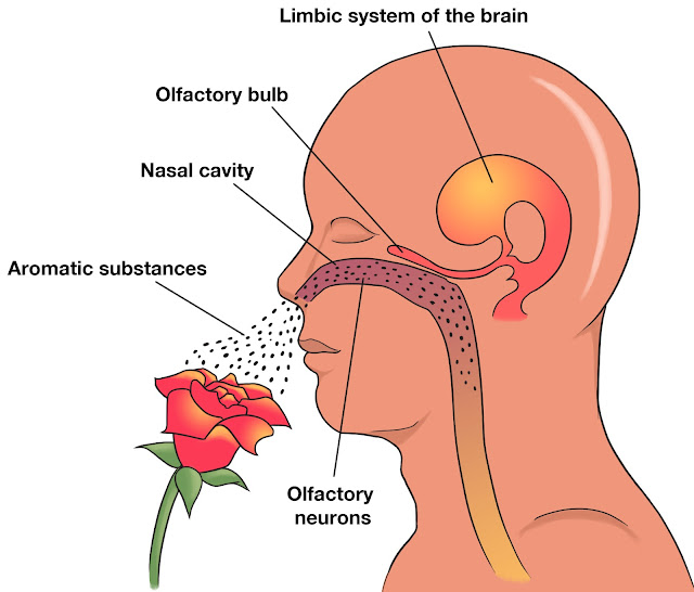 nose air-conditioning system