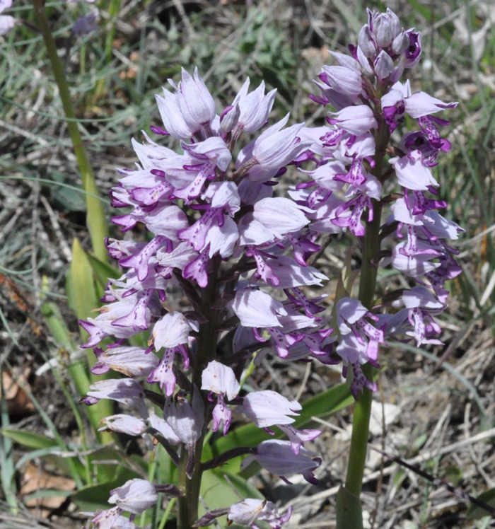 Orchis casqué