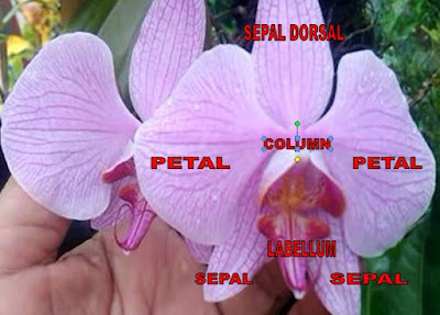 penjelasan bunga anggrek cattleya, cara tanam,bunga cattleya thailan,media tanam,ciri - ciri,penangkaran,pupuk,