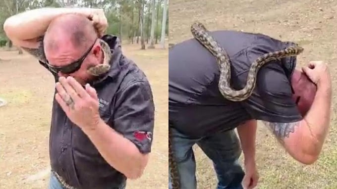 Homem faz live no Facebook sobre perigos das cobras e é picado no rosto ao vivo