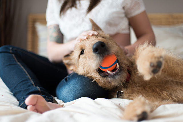 A 15 minute petting session is enough to help shelter dogs' well-being.