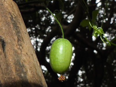 垂果瓜的果實