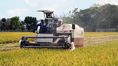 Mesin combine Maxxi Bimo memanen padi di lahan
