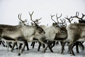 How archaeology helps wild reindeer