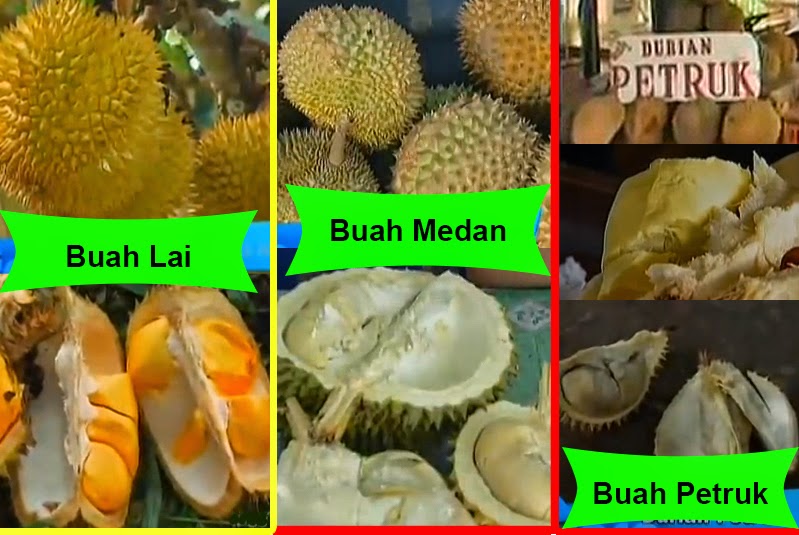 Durian Info: Durian Seasons In Durian Production Areas