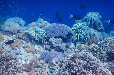 Taman Laut Taka Bonerate: Ini Dia Surganya Wisata Laut di Makassar Paling Fenomenal