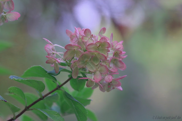 petit hortensia très florifère