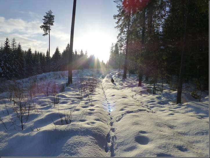 januar 031