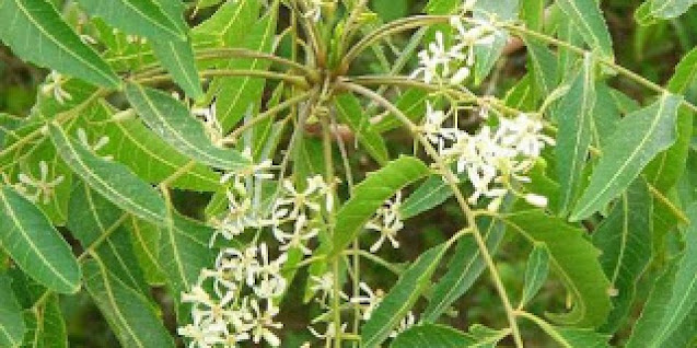 Dried neem flowers , வேப்பம்பூ(Vepampoo)