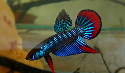 Betta Imbellis