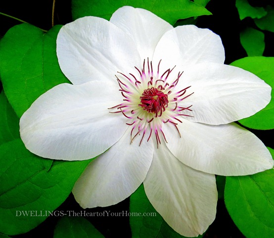 White Clematis 1