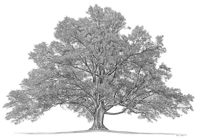 free blank family tree template. free blank family tree