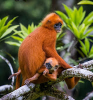 http://www.ironammonitephotography.com/Wildlife/Mammals/Red-Leaf-Monkey-Borneo/i-vrmjC4D/0/XL/IMG_8567-XL.jpg