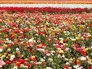 Contam as flores (campo de flores )