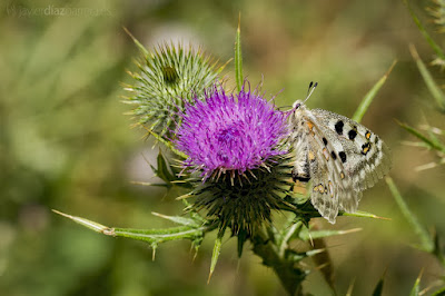 Parnassius apollo