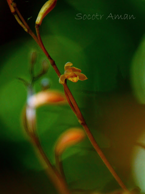 Lecanorchis suginoana