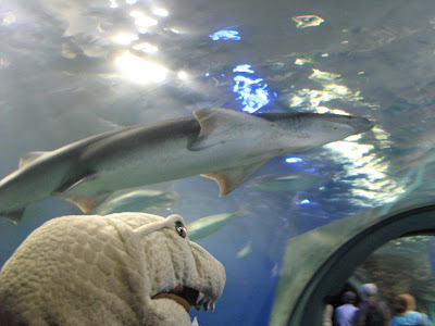 bull shark attack in lake michigan pictures. Bullzebra shark swim in