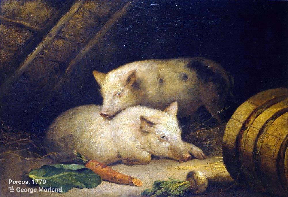 historia evolucao animal porco sociedade