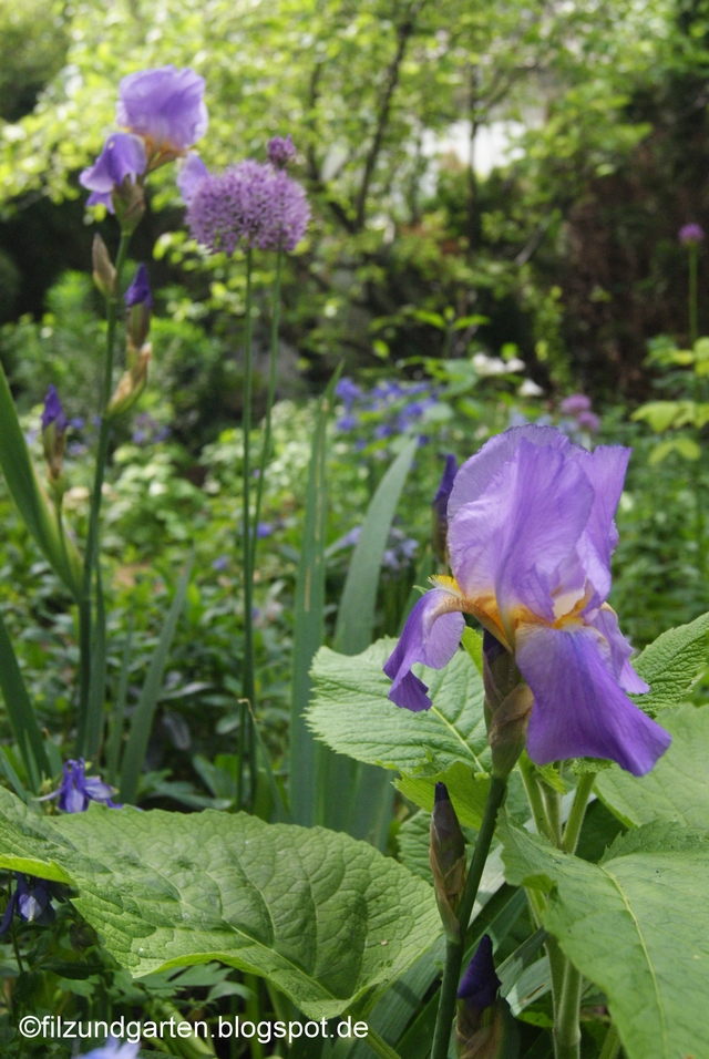 Iris- und Alliumblüte im Mai