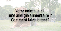  Votre animal a-t-il une allergie alimentaire ? Comment faire le test ?