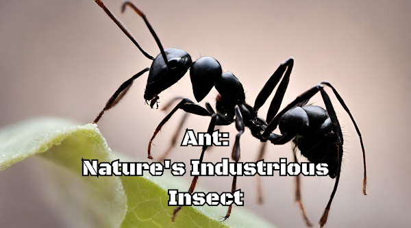Ant: Nature's Industrious Insect