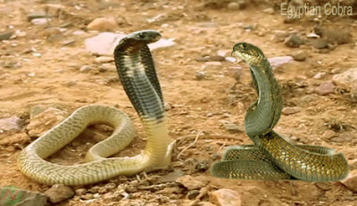 Egyptian cobra